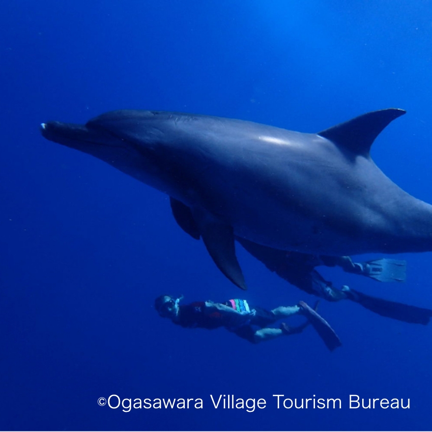 Diving - Ogasawara Islands