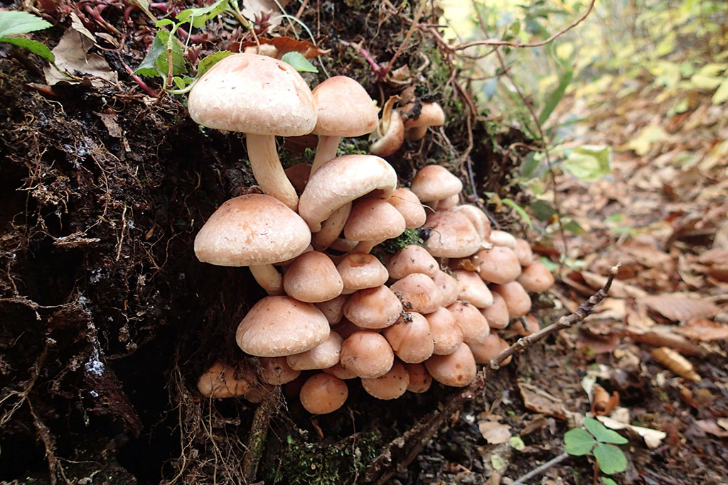 Mushrooms (hen-of-the-woods and nameko)