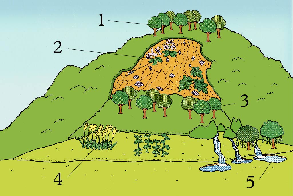 Revealing the Mechanisms Behind Shirakami-Sanchi’s Landslides